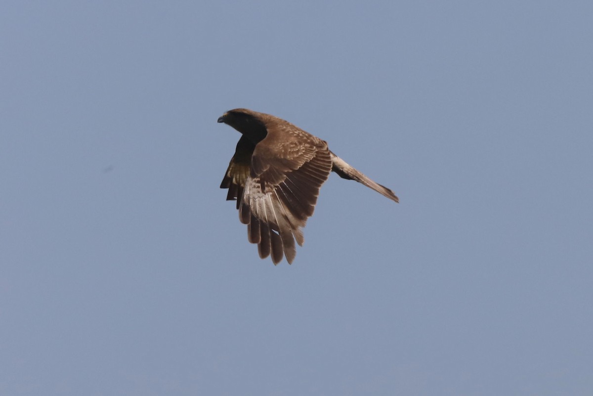 Chimango Caracara - ML647093179