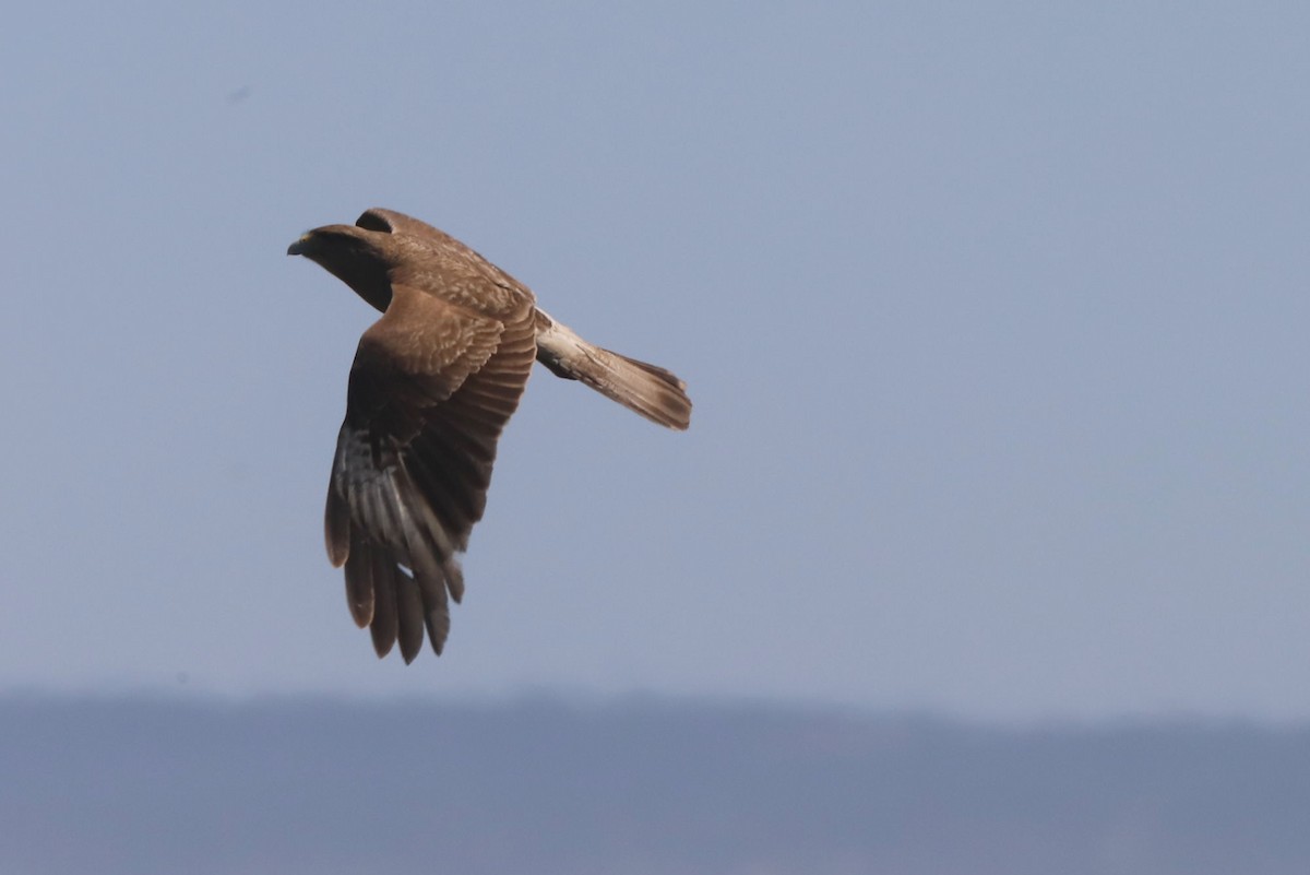 Chimango Caracara - ML647093180