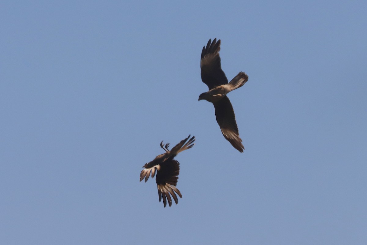 Chimango Caracara - ML647093181