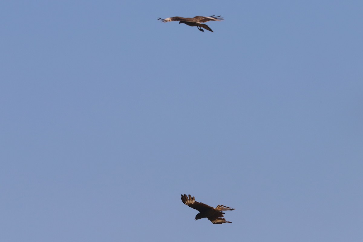 Chimango Caracara - ML647093183