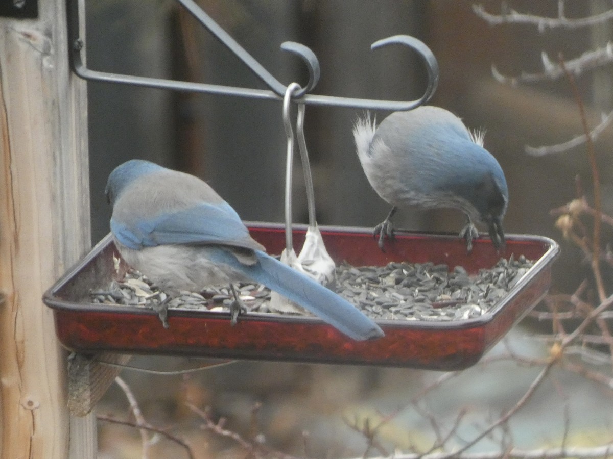 Woodhouse's Scrub-Jay - ML647093188