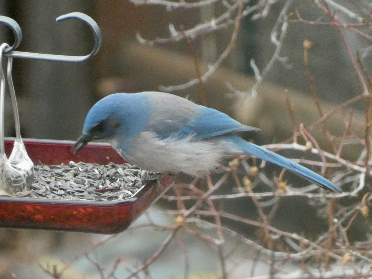 Woodhouse's Scrub-Jay - ML647093189