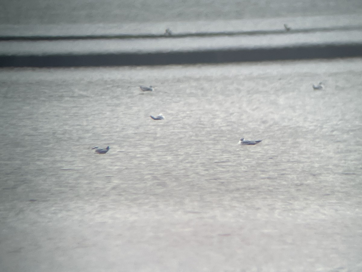 чайка sp. - ML647093190