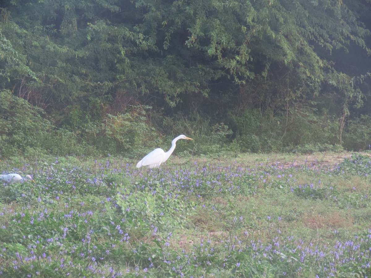 Great Egret - ML647093192
