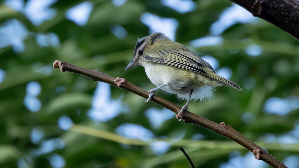 アカメモズモドキ - ML647093194