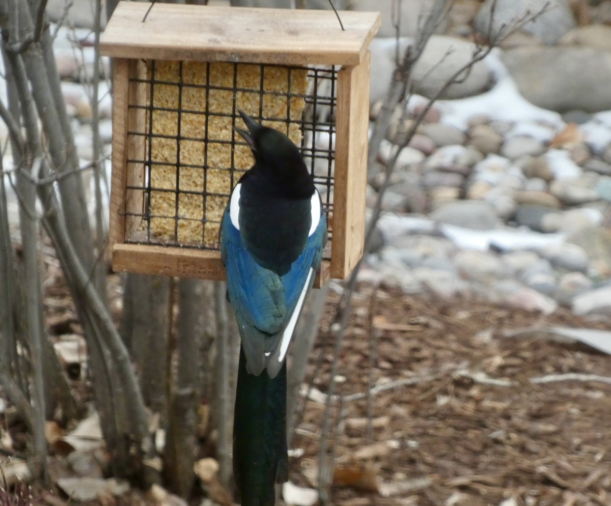 straka americká - ML647093197