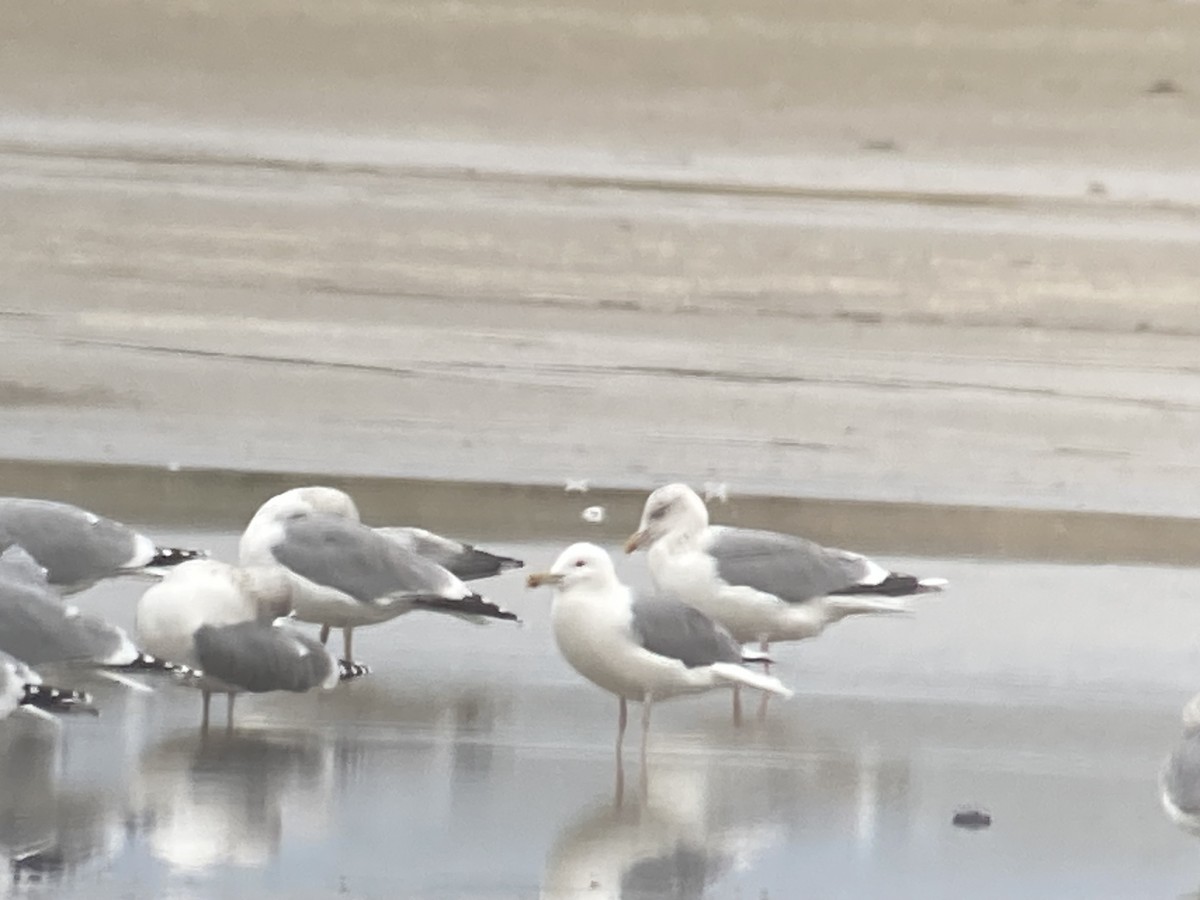 Caspian Gull - ML647093200