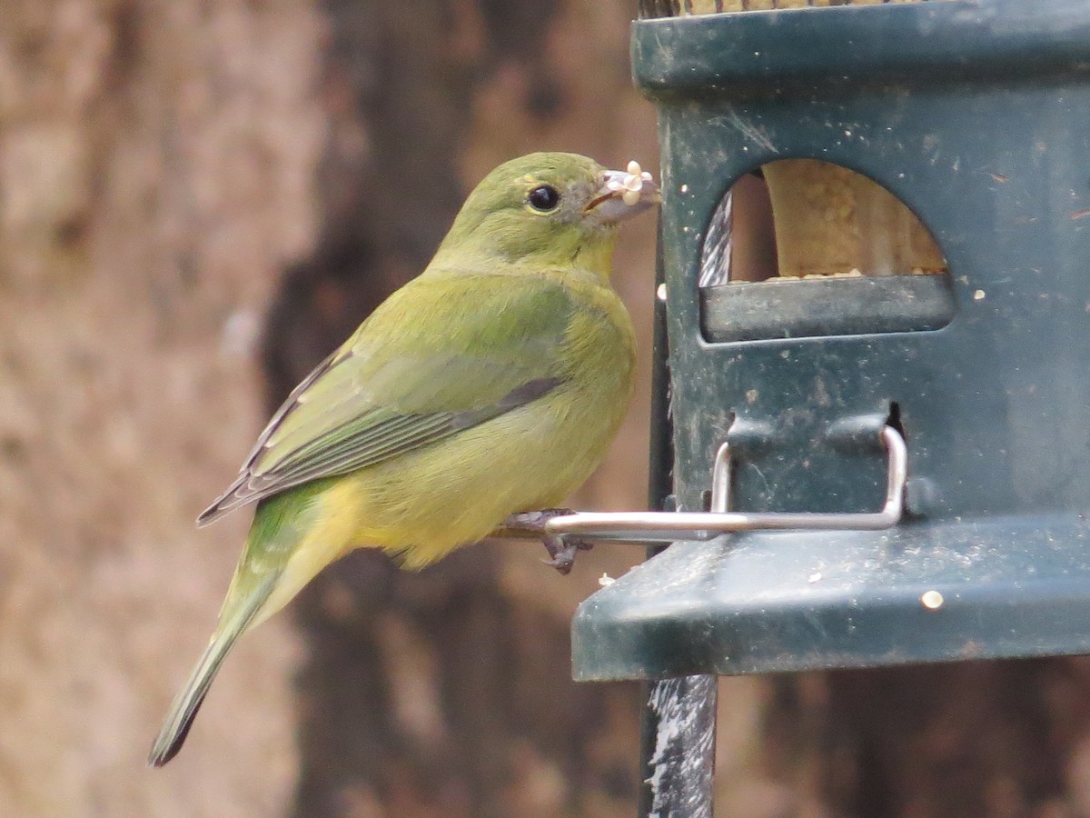 Painted Bunting - ML647093209