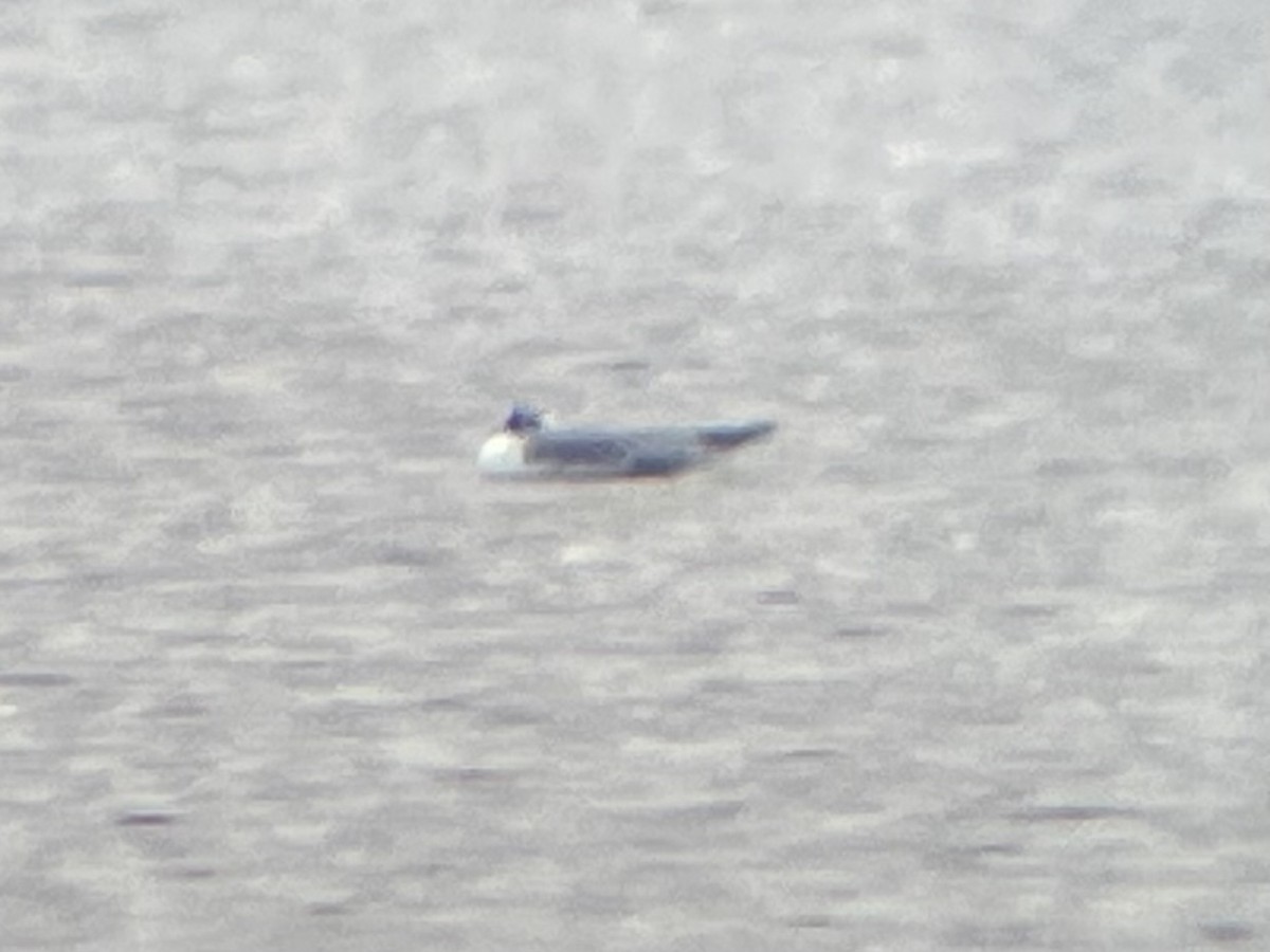 чайка sp. - ML647093211