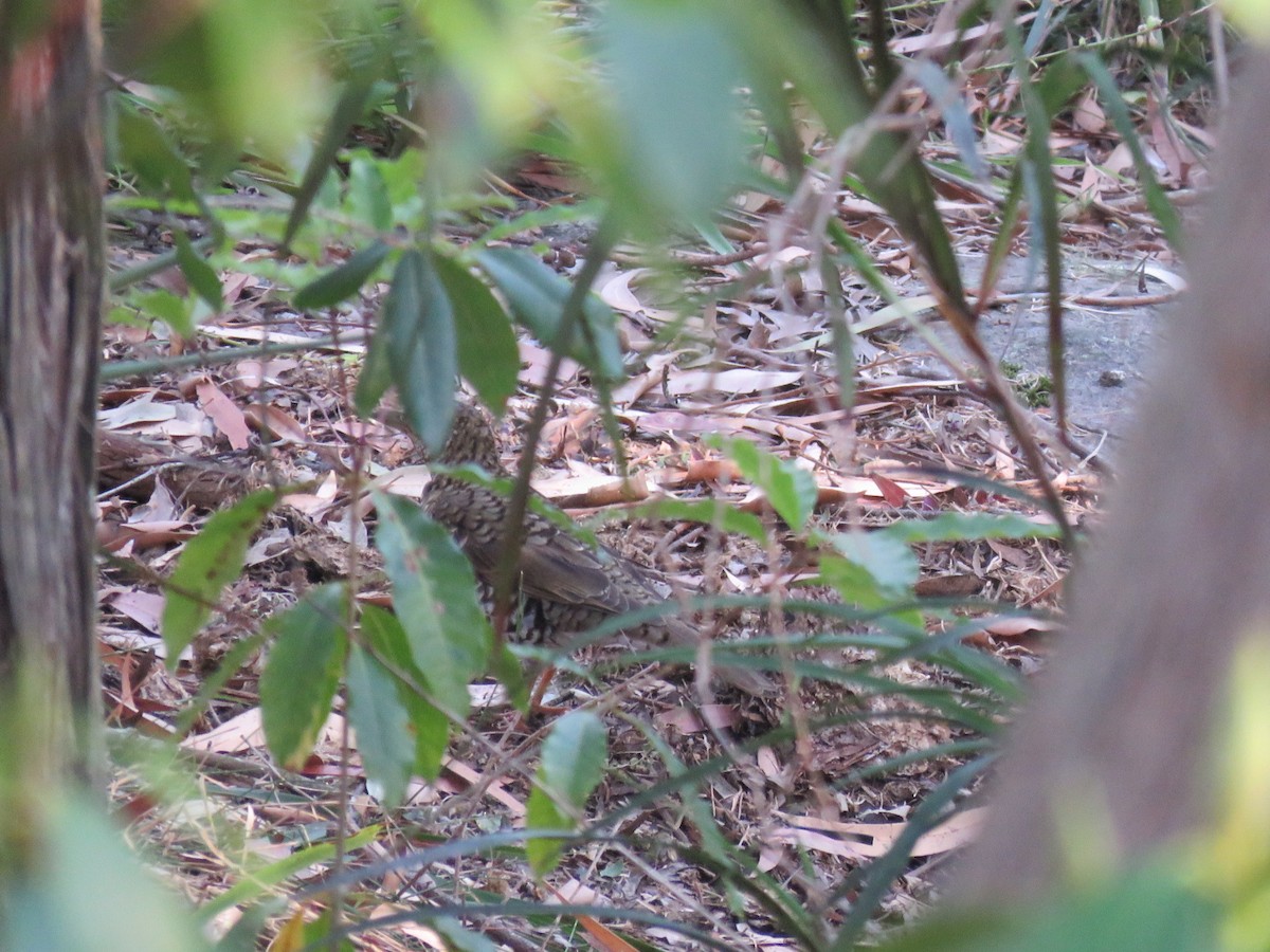 Bassian Thrush - ML647093214