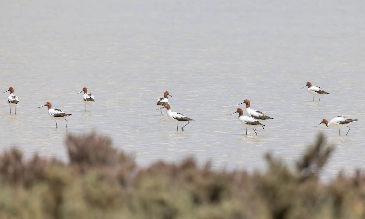 Red-necked Avocet - ML647093236
