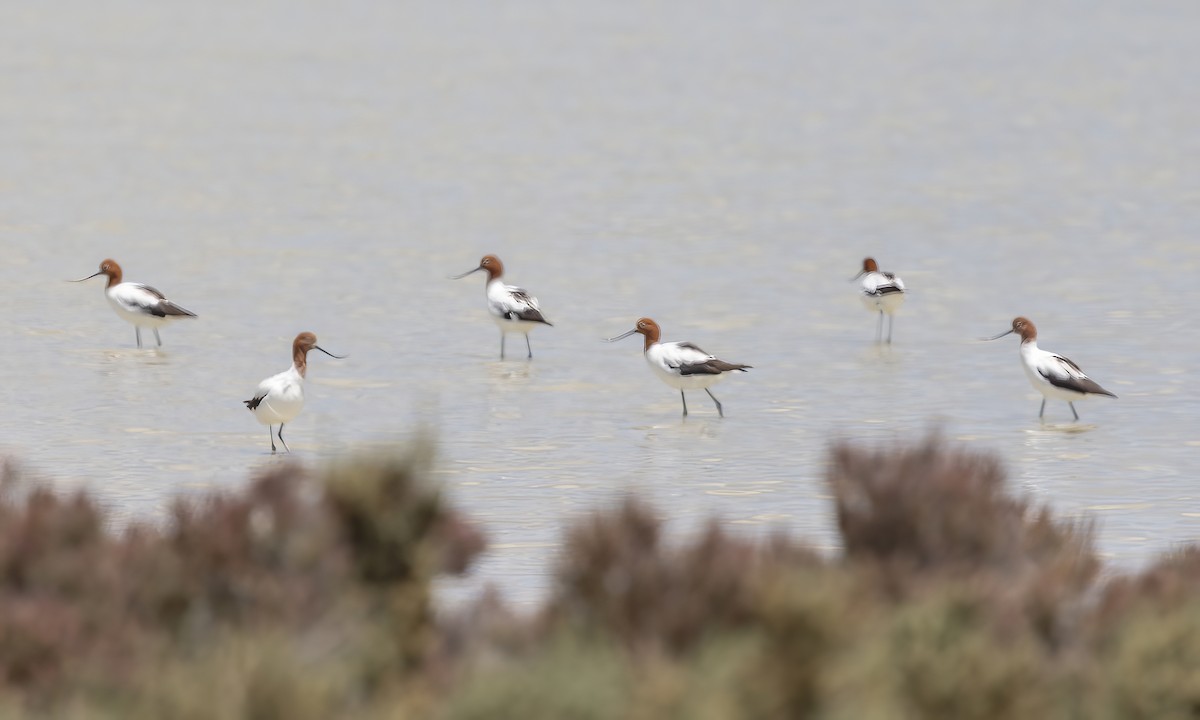 Red-necked Avocet - ML647093237