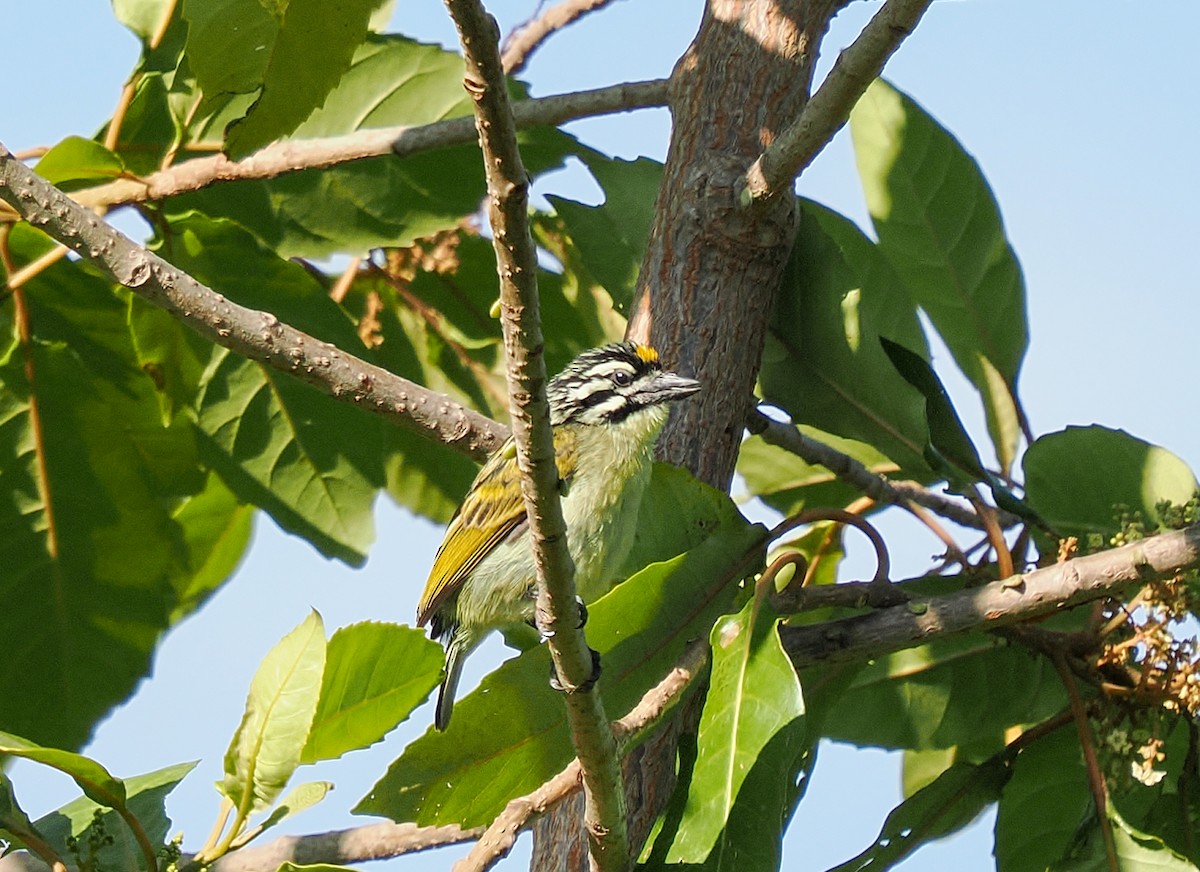 Yellow-fronted Tinkerbird - ML647093241