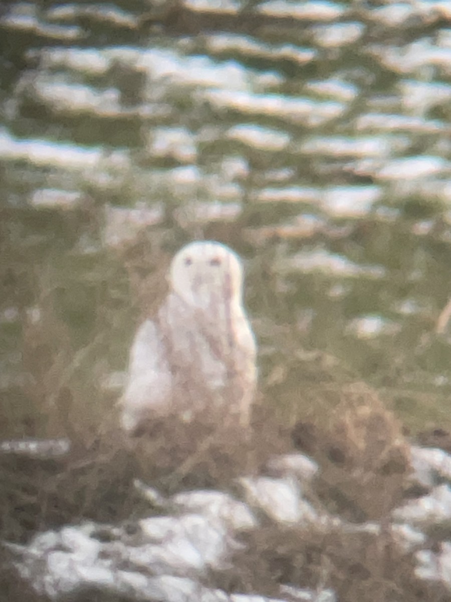 Snowy Owl - ML647093254