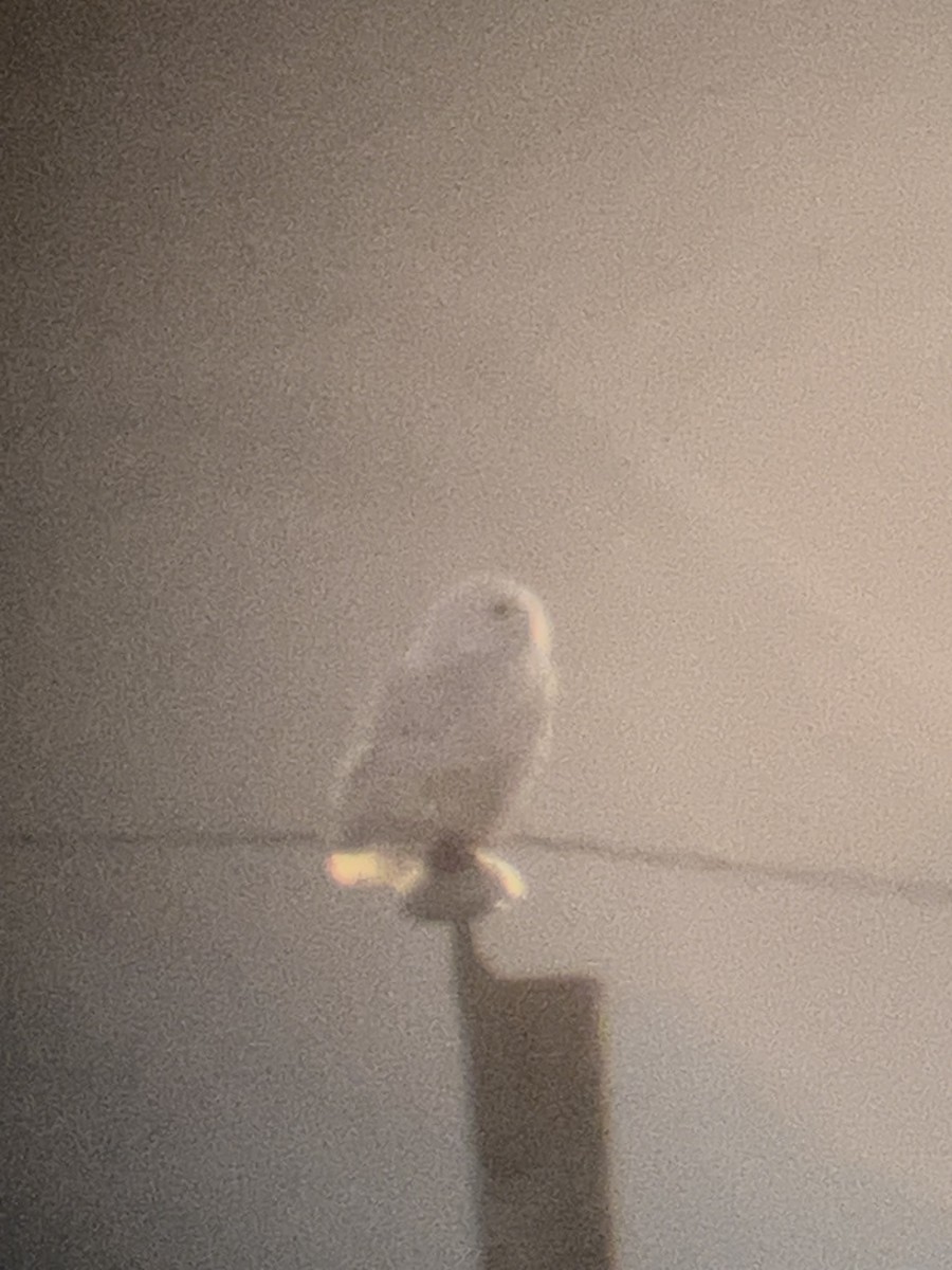 Snowy Owl - ML647093255