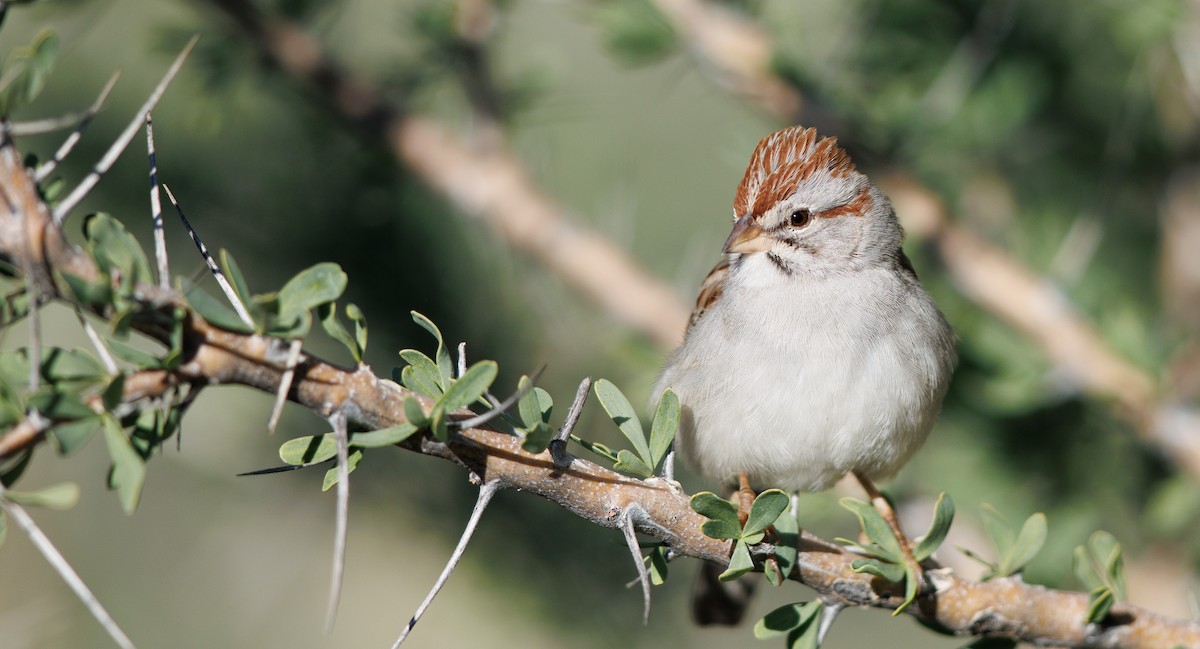 Rufous-winged Sparrow - ML647093259