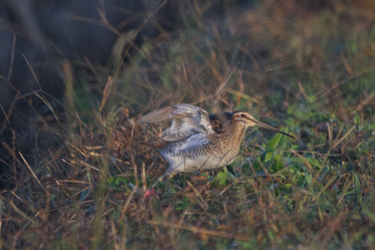 חרטומית ביצות - ML647093266