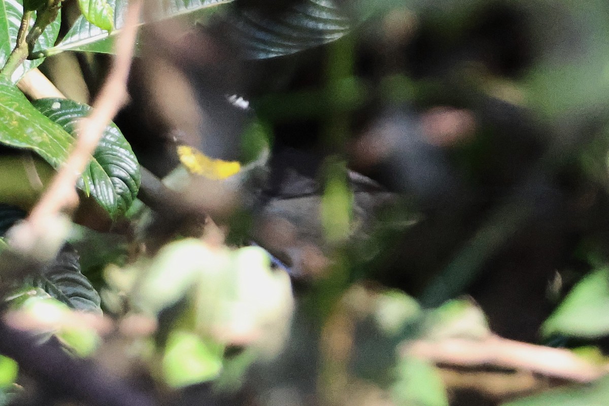 White-naped Brushfinch - ML647093268