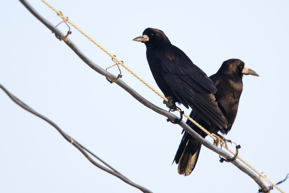 Ekin Kargası (doğulu) - ML647093274