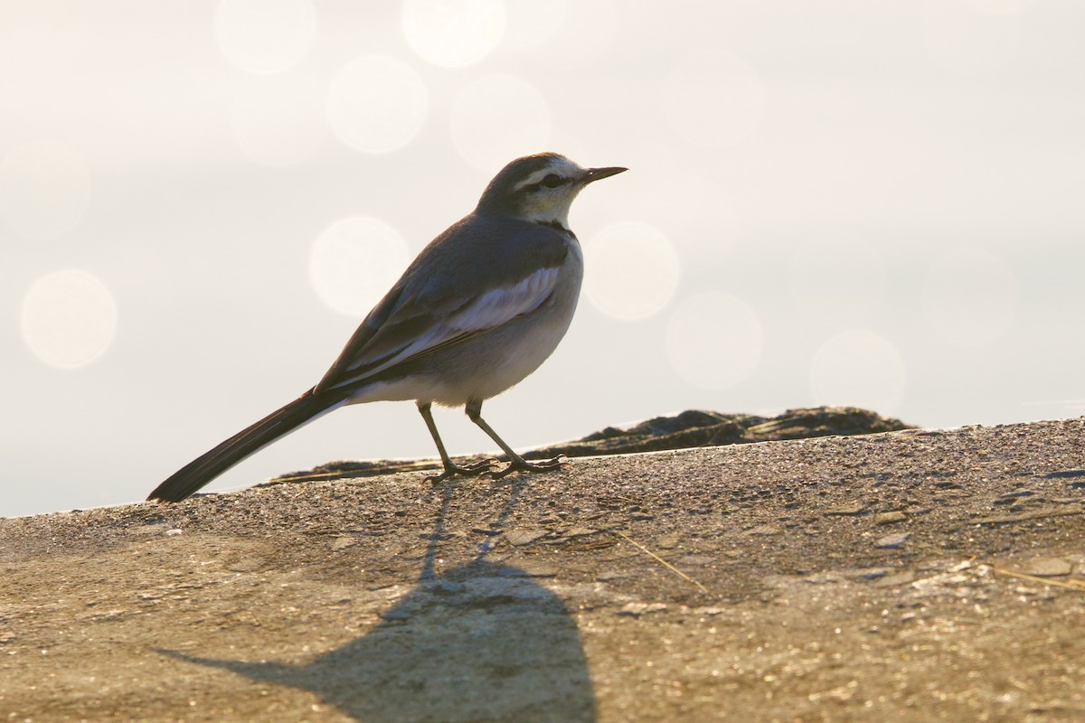 White Wagtail (Black-backed) - ML647093283