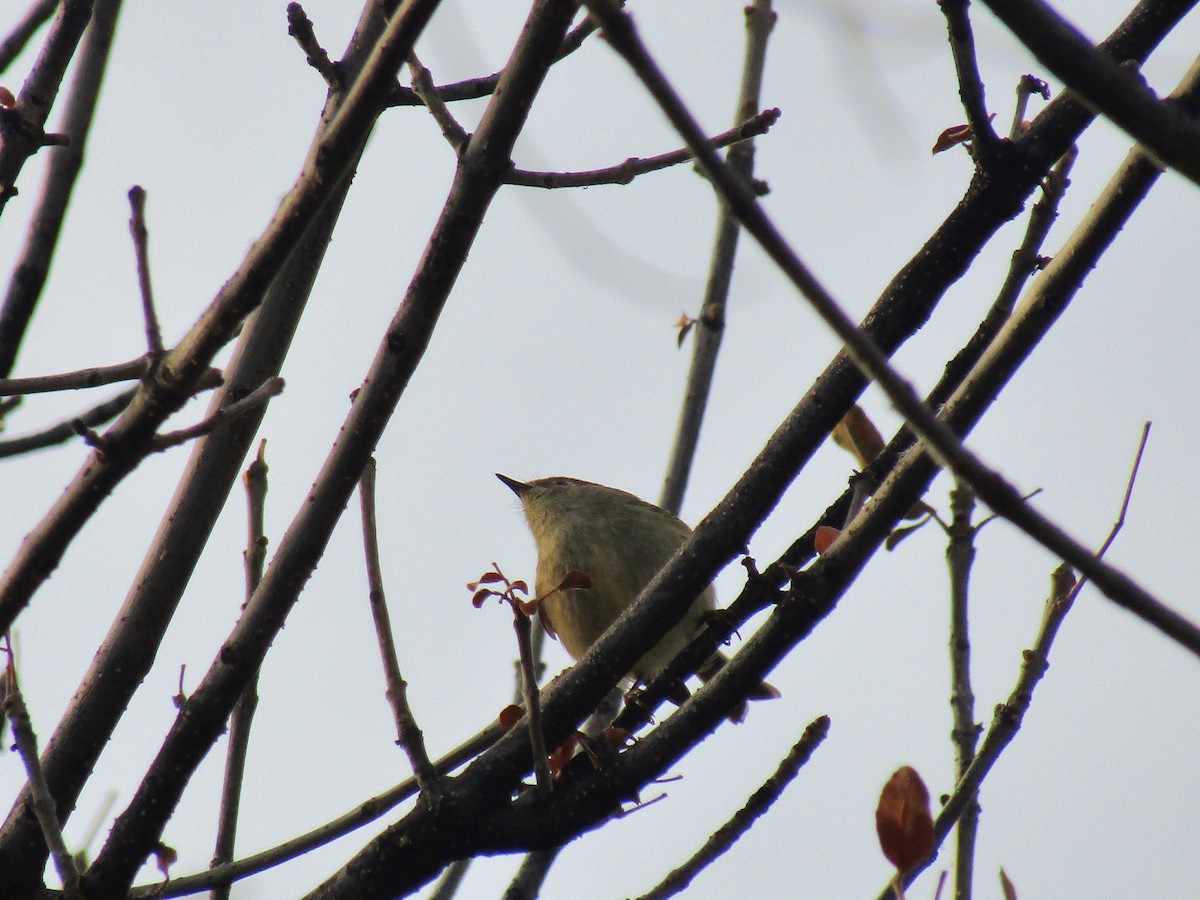 králíček americký - ML647093284