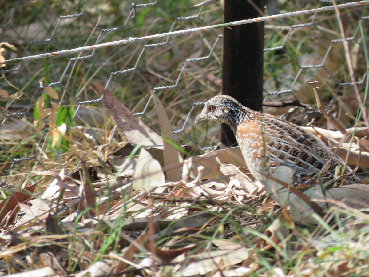 Boyalı Bıldırcınyelvesi - ML647093287