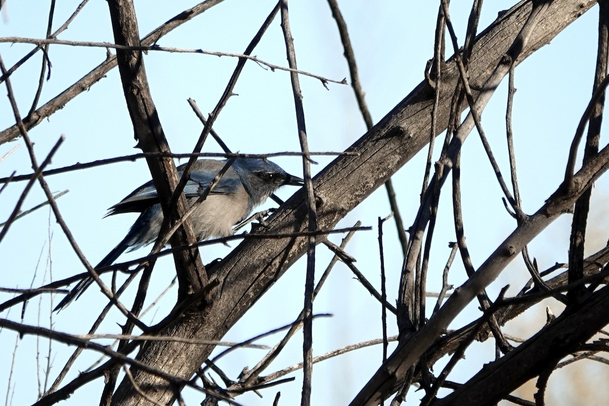 Woodhouse's Scrub-Jay - ML647093289