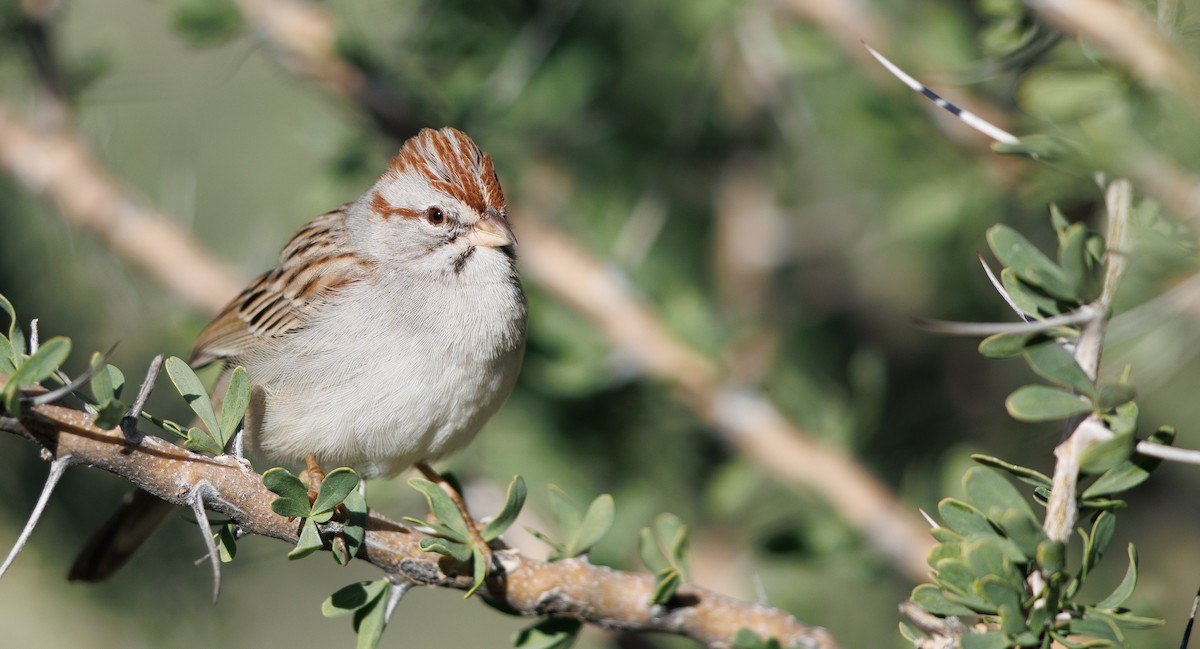 Rufous-winged Sparrow - ML647093293
