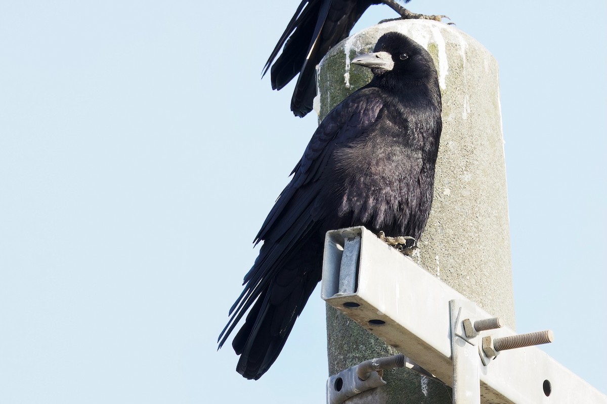 Ekin Kargası (doğulu) - ML647093298