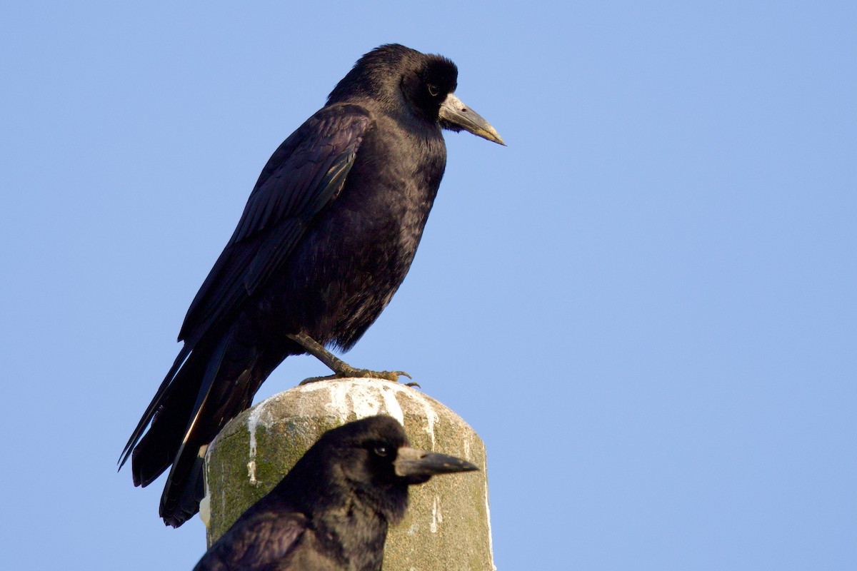 Ekin Kargası (doğulu) - ML647093299