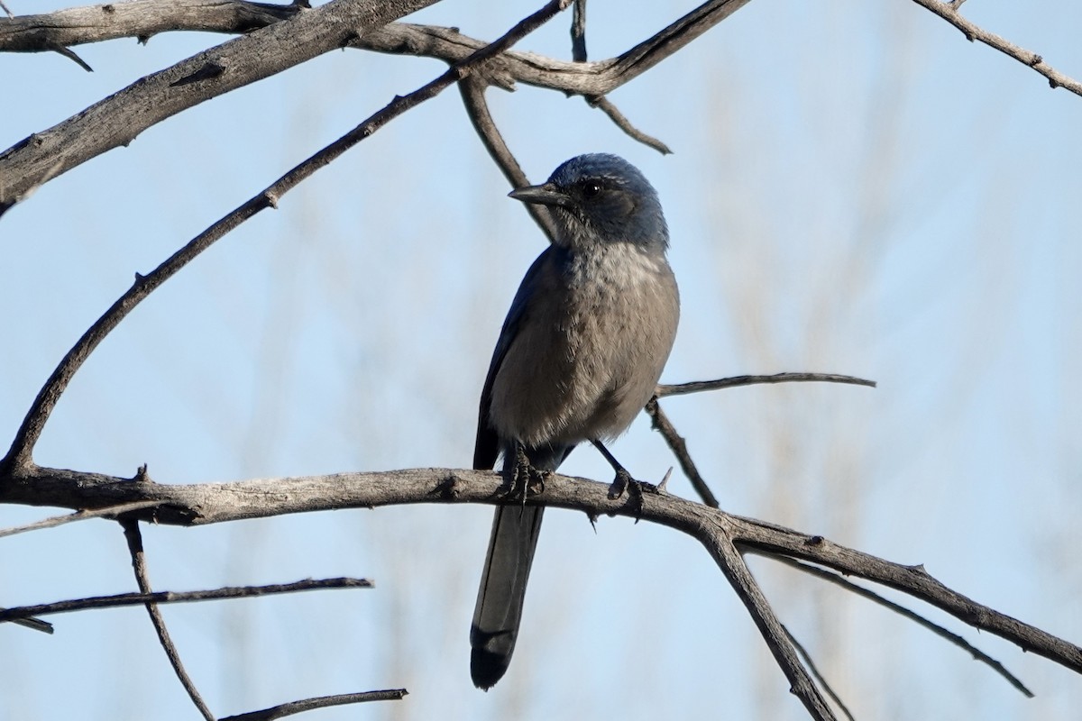 Woodhouse's Scrub-Jay - ML647093300
