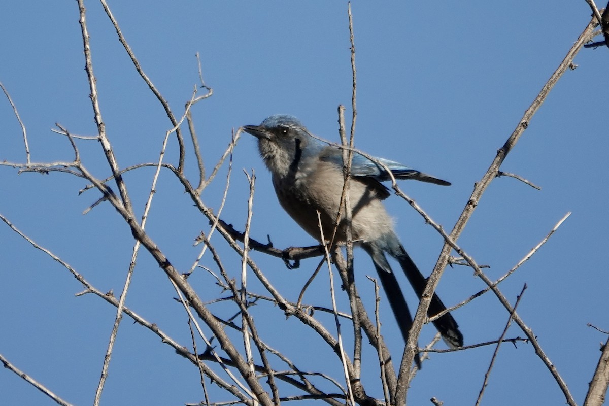 Woodhouse's Scrub-Jay - ML647093305