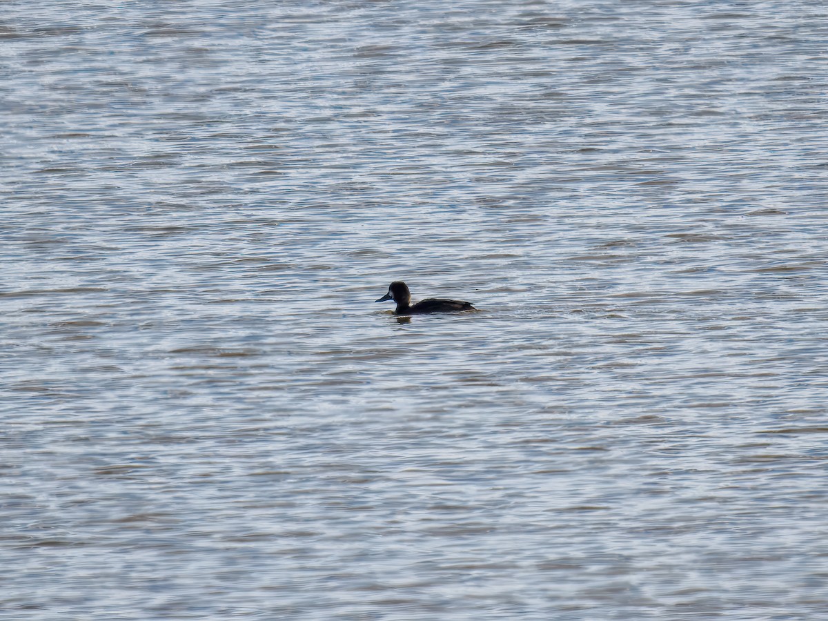 Porrón Bastardo - ML647093306