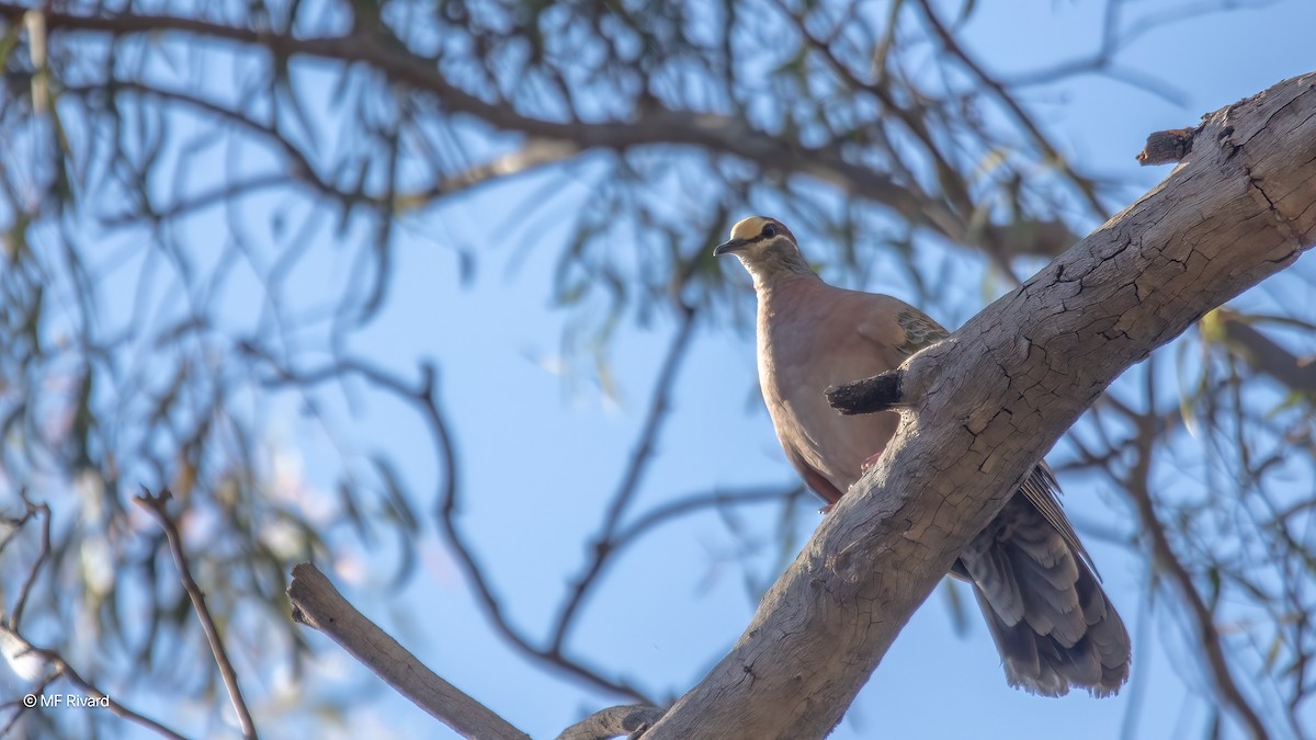 Common Bronzewing - ML647093318