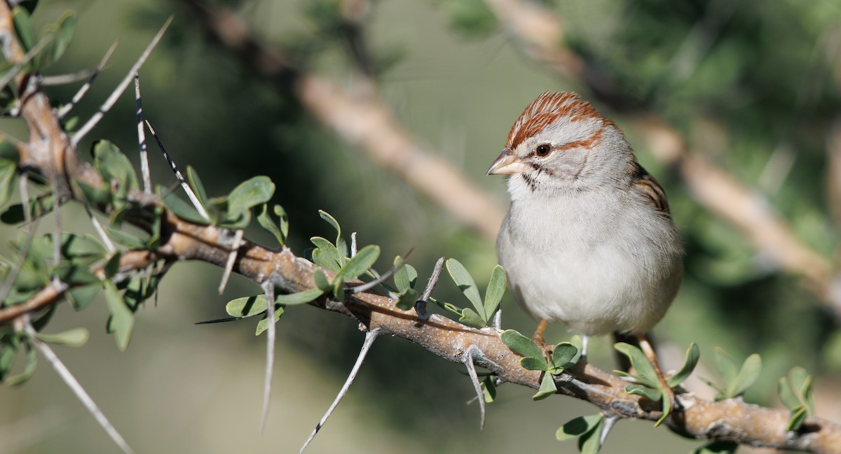 Rufous-winged Sparrow - ML647093325