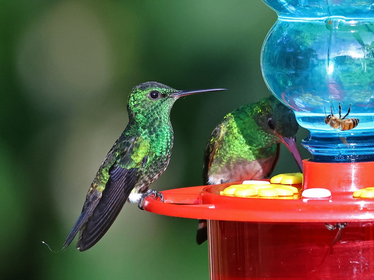 Steely-vented Hummingbird - ML647093329
