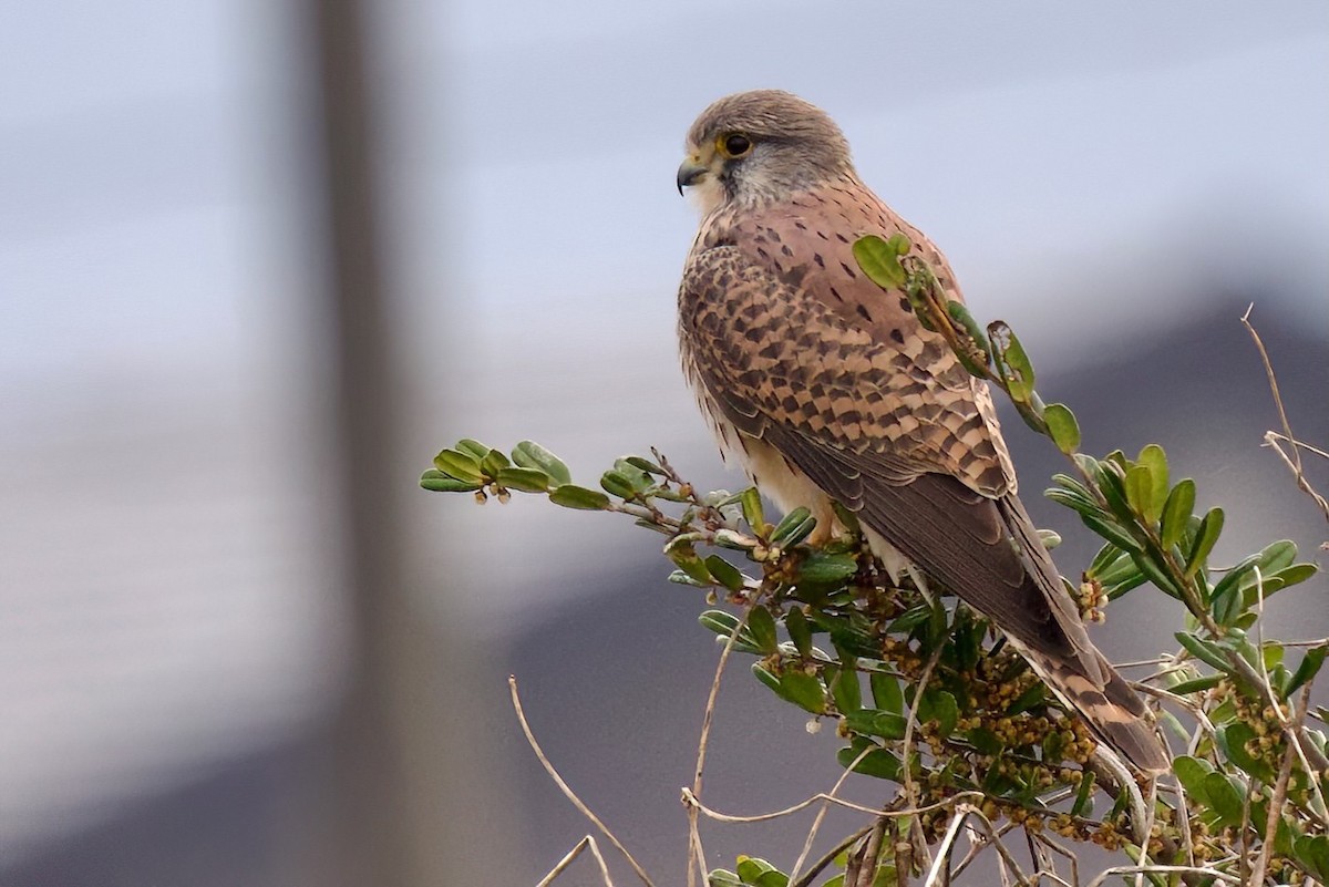 poštolka obecná [skupina tinnunculus] - ML647093330