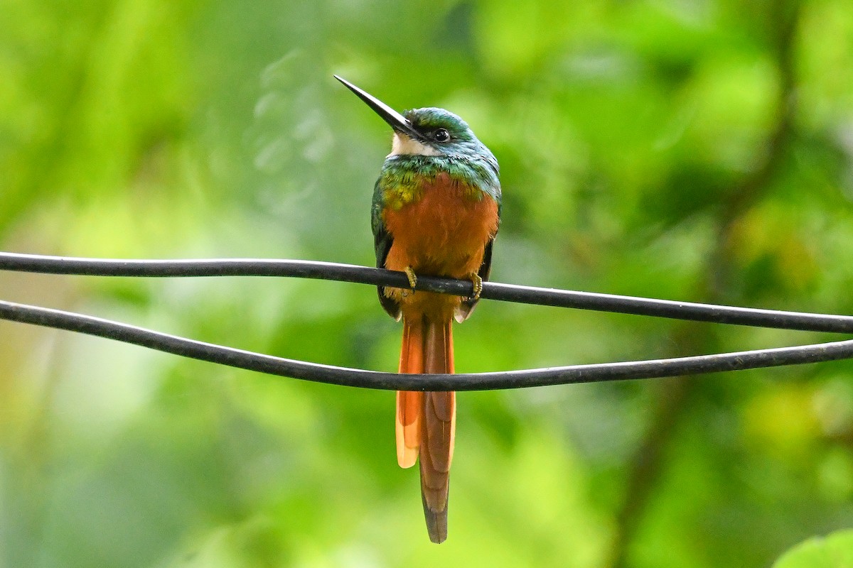Rufous-tailed Jacamar - ML647093332