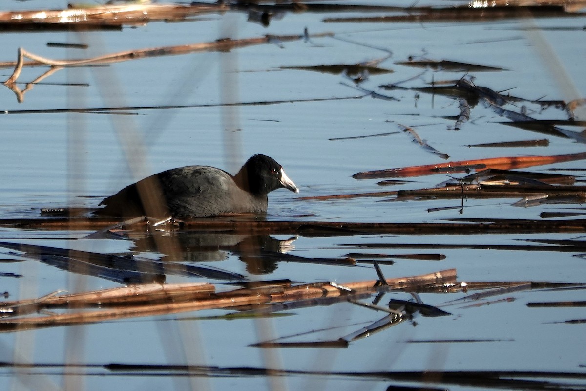 American Coot - ML647093333
