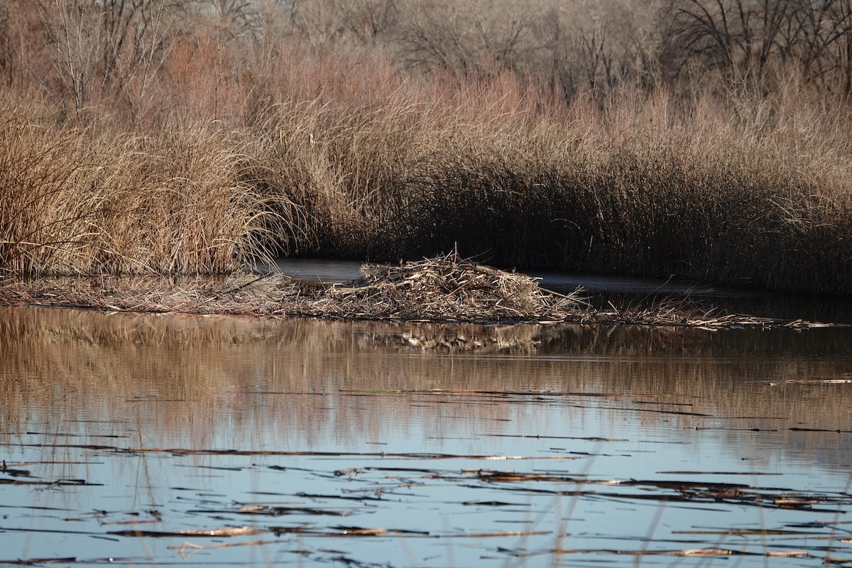 Castoro americano - ML647093342