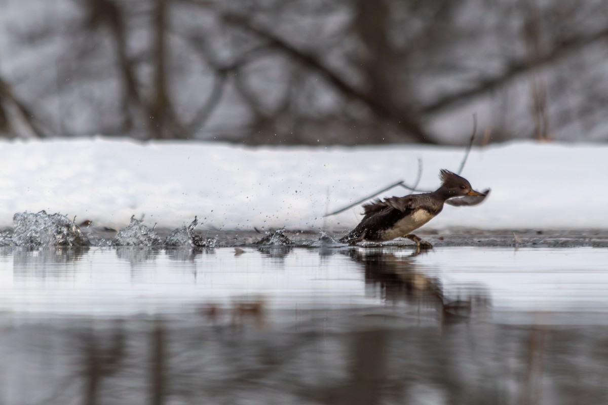 מרגון מקושט - ML647093355