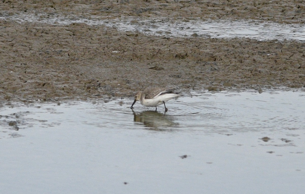 jespák obecný - ML647093356