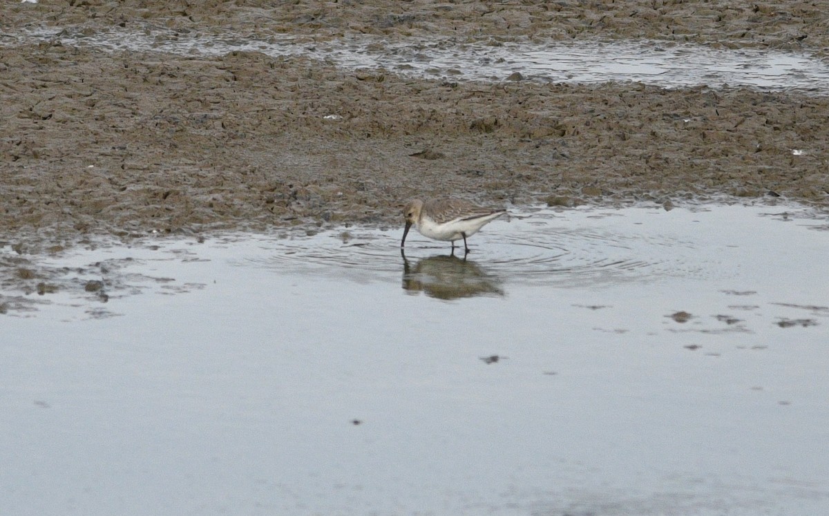 jespák obecný - ML647093357