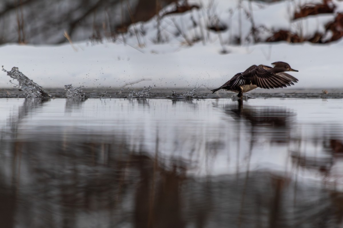 מרגון מקושט - ML647093363