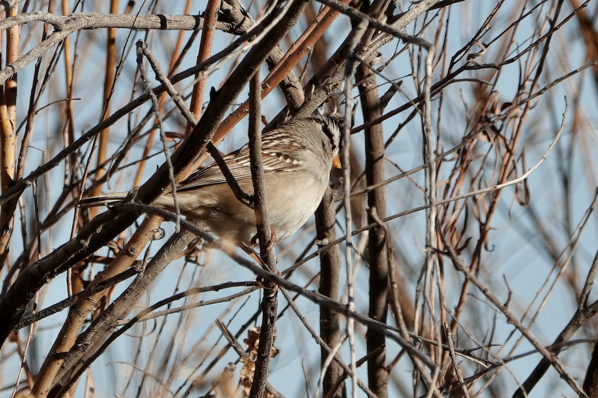 Porsuk Serçesi - ML647093365