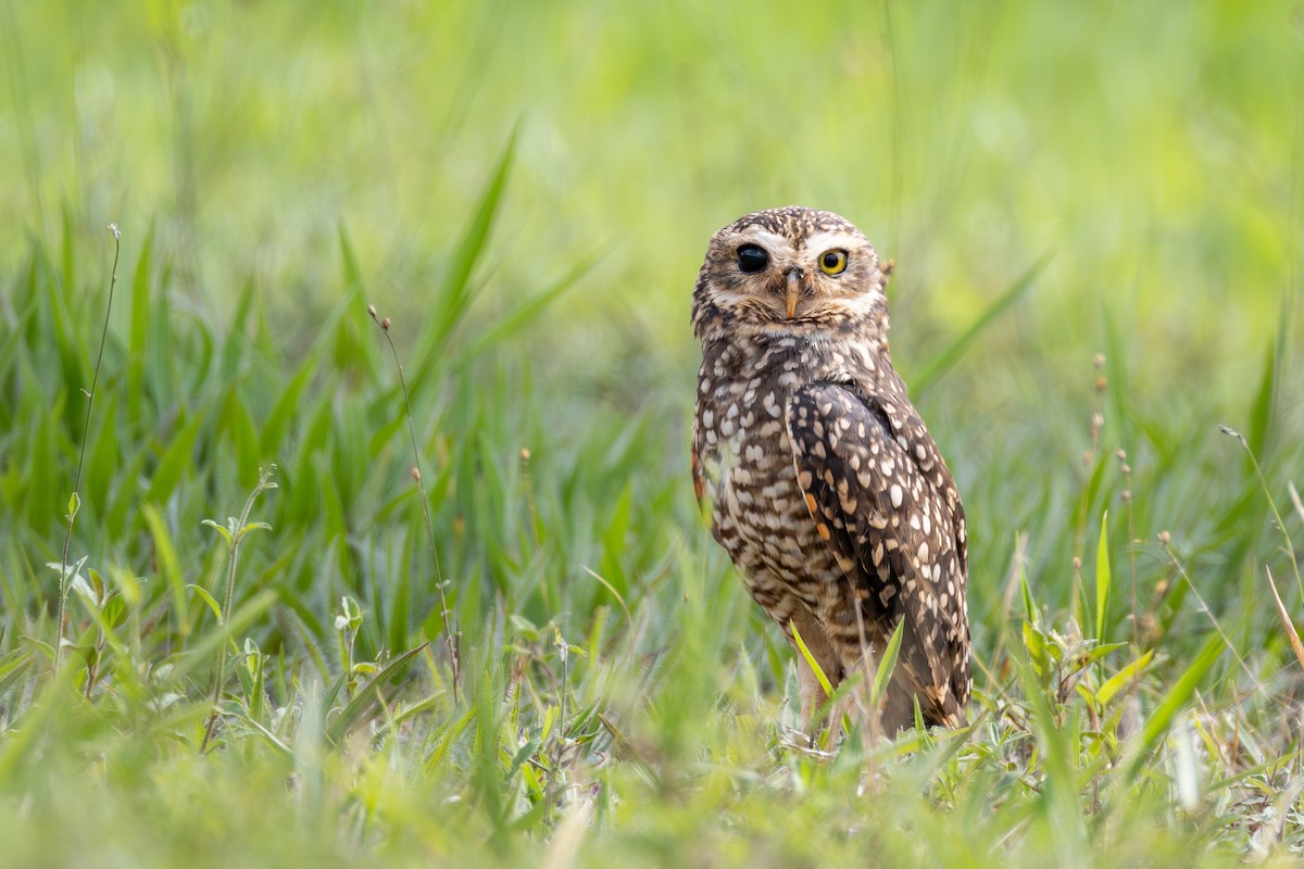 Yer Kukumavı - ML647093371