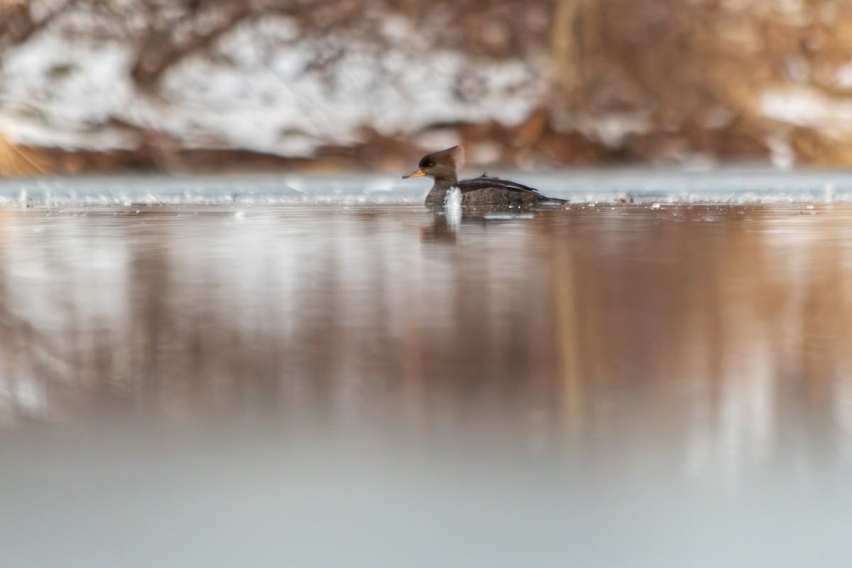 מרגון מקושט - ML647093372