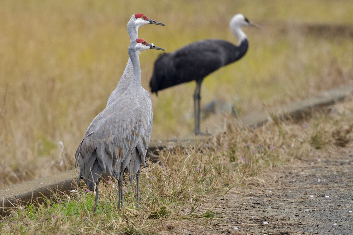 Kanada Turnası (canadensis) - ML647093373