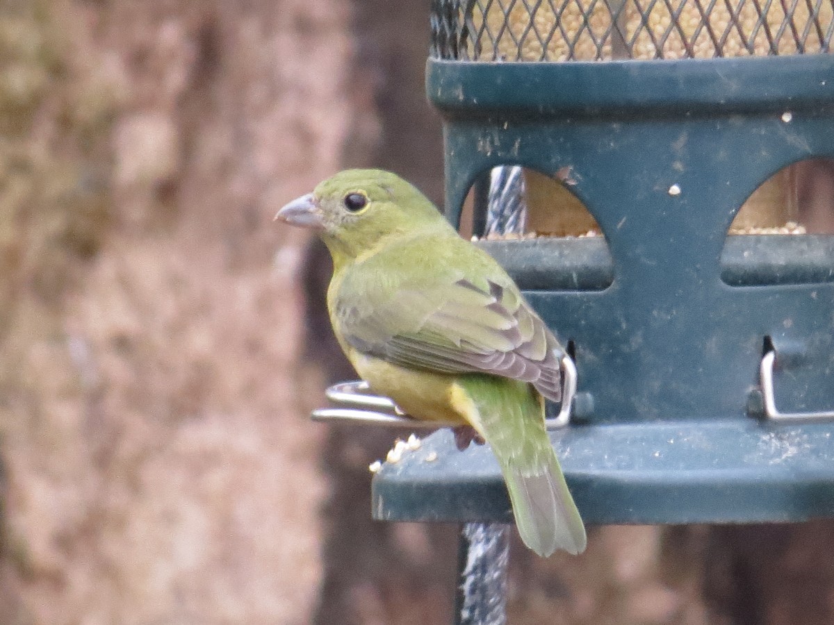 Boyalı Çinte - ML647093374