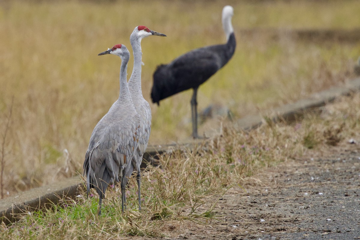 Kanada Turnası (canadensis) - ML647093375